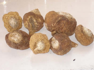 maca producto peruano cultivado en junín