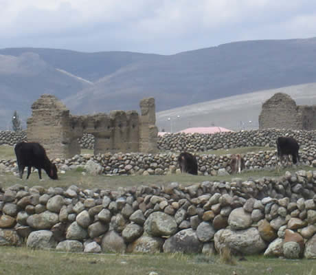 ganados en junin como vacas